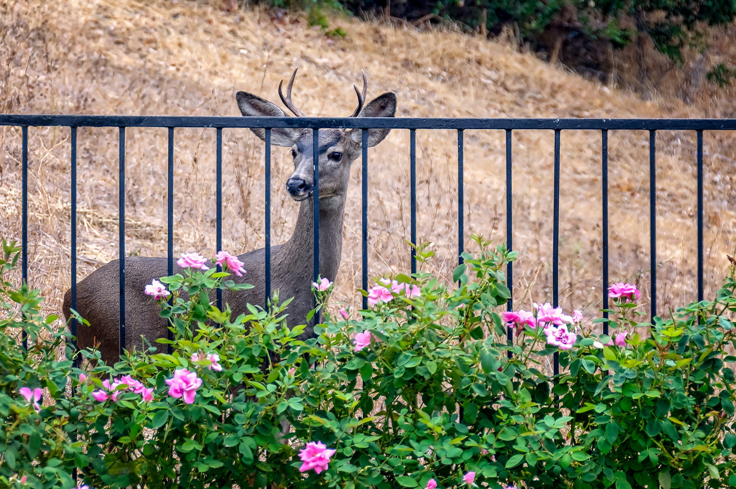 Deer Behind Fence