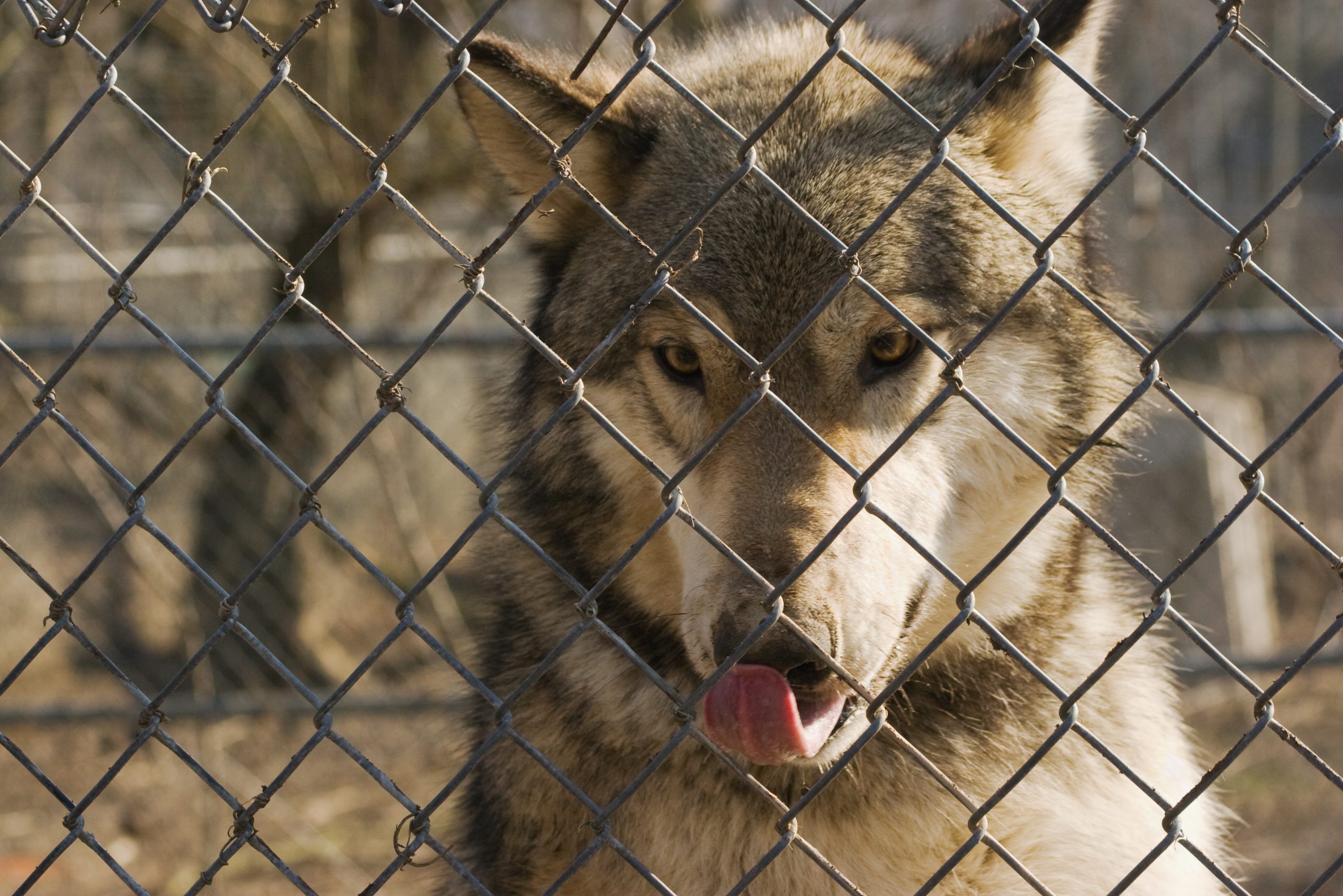 looking at a wolf on the other side of a safety fence
