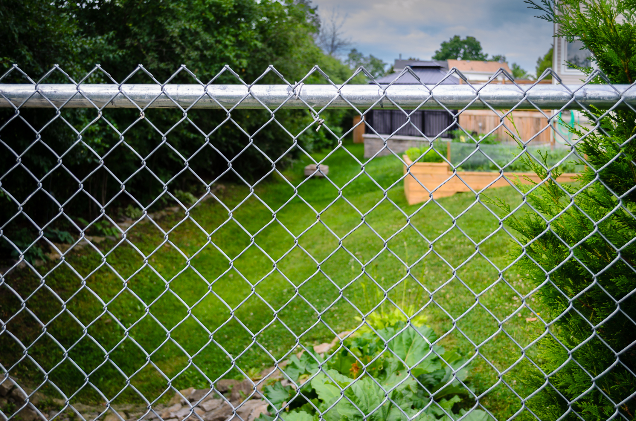 chain link fence in suburban back yard